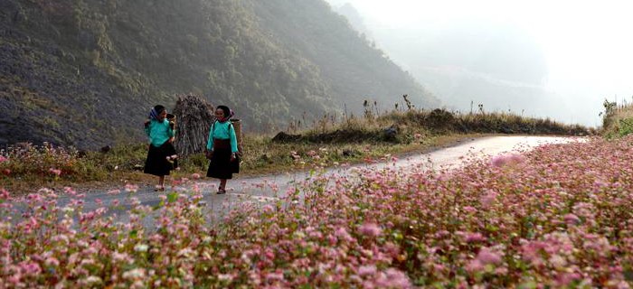 Hà Giang, la prairie en fleurs de sarrasin - ảnh 1