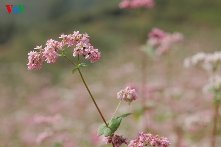 Laissez-vous éblouir par les fleurs de sarrasin de Ha Giang! - ảnh 9