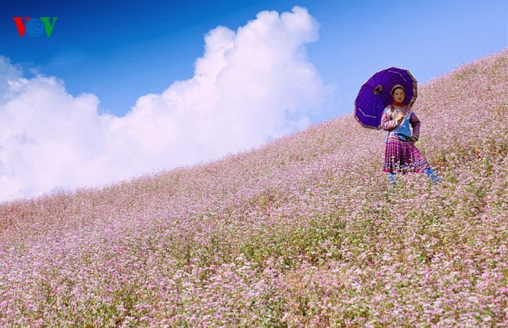 Laissez-vous éblouir par les fleurs de sarrasin de Ha Giang! - ảnh 11