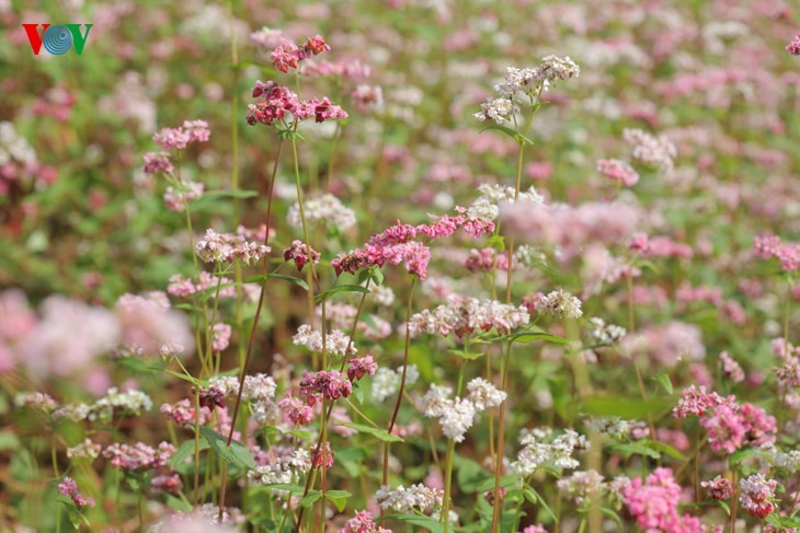 Laissez-vous éblouir par les fleurs de sarrasin de Ha Giang! - ảnh 12