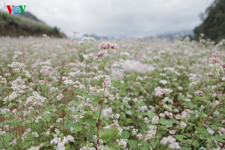 Laissez-vous éblouir par les fleurs de sarrasin de Ha Giang! - ảnh 1