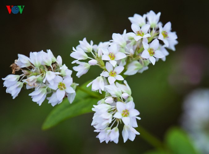 Laissez-vous éblouir par les fleurs de sarrasin de Ha Giang! - ảnh 4