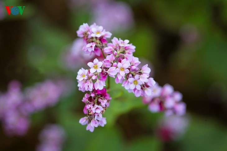 Laissez-vous éblouir par les fleurs de sarrasin de Ha Giang! - ảnh 5