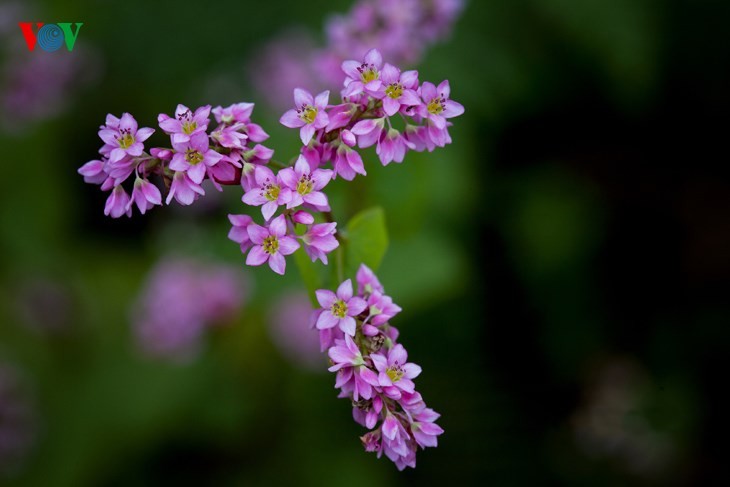 Laissez-vous éblouir par les fleurs de sarrasin de Ha Giang! - ảnh 6