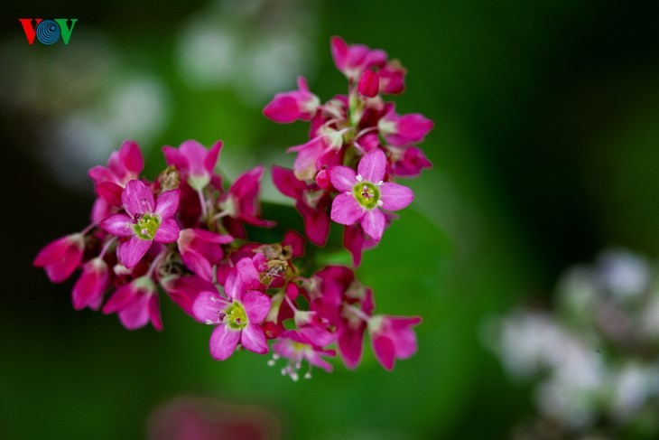 Laissez-vous éblouir par les fleurs de sarrasin de Ha Giang! - ảnh 7