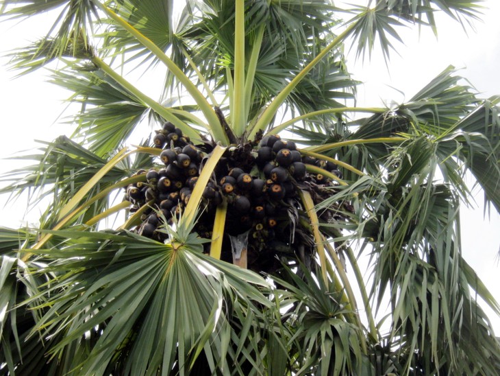 Deux plantes sucrières essentielles au Vietnam - ảnh 3