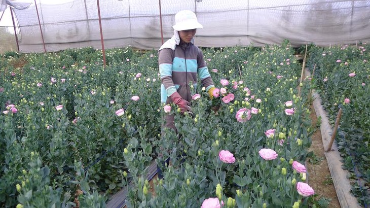 Dalat, capitale des fleurs - ảnh 2