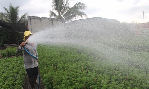 Les floralies de Đồng Nai sont prêtes pour le Têt - ảnh 10