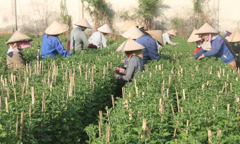 Les floralies de Đồng Nai sont prêtes pour le Têt - ảnh 11