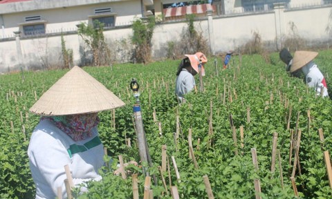 Les floralies de Đồng Nai sont prêtes pour le Têt - ảnh 13