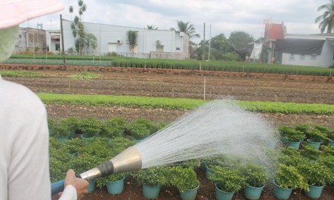 Les floralies de Đồng Nai sont prêtes pour le Têt - ảnh 2