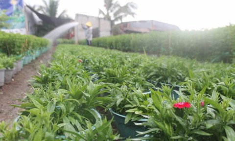 Les floralies de Đồng Nai sont prêtes pour le Têt - ảnh 4