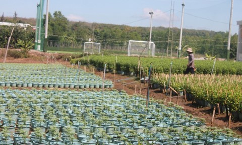 Les floralies de Đồng Nai sont prêtes pour le Têt - ảnh 6