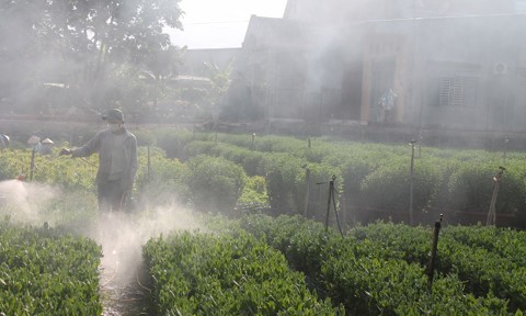 Les floralies de Đồng Nai sont prêtes pour le Têt - ảnh 5