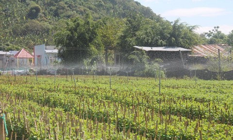 Les floralies de Đồng Nai sont prêtes pour le Têt - ảnh 14