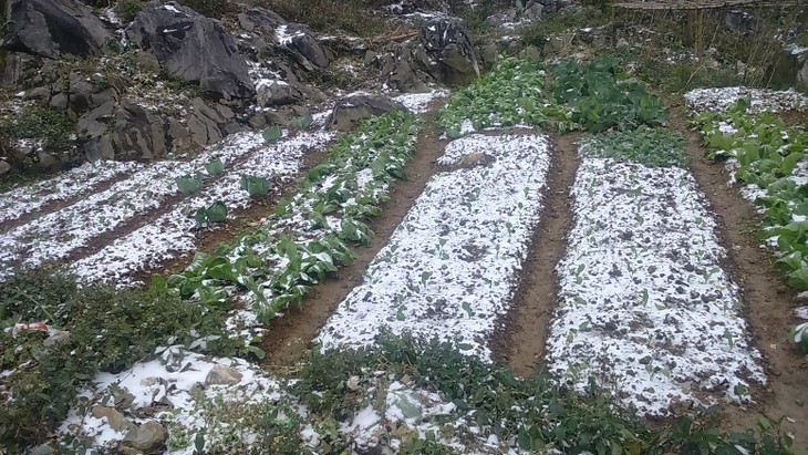 Les habitants de Meo Vac face au froid inhabituel - ảnh 3