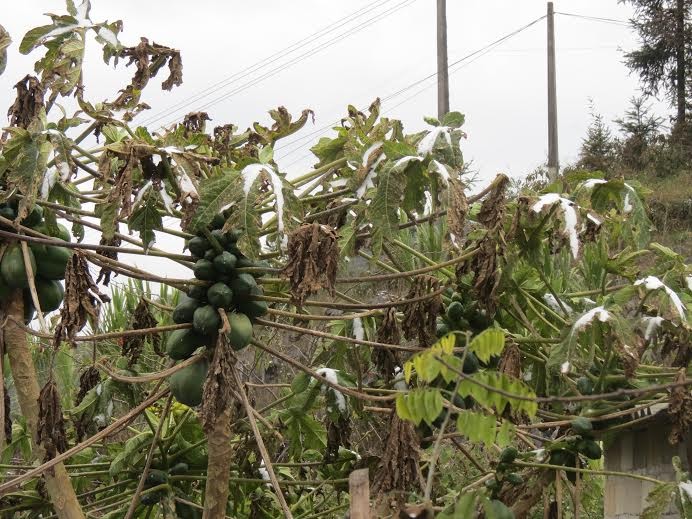 Les habitants de Meo Vac face au froid inhabituel - ảnh 4