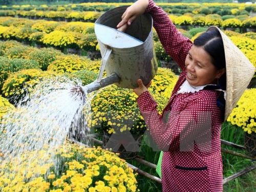 Le village horticole de Sa Dec attire les touristes à l’approche du Têt - ảnh 1