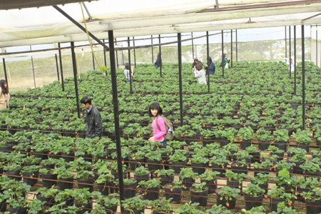 Tourisme agricole à Dalat - ảnh 3