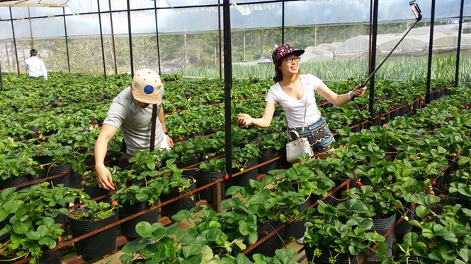 Tourisme agricole à Dalat - ảnh 1