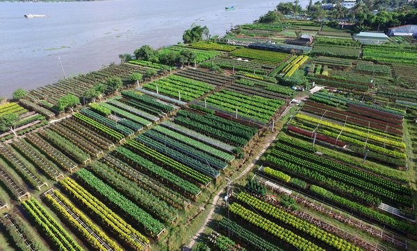 Le Tet au village horticole de Sa Đéc - ảnh 3