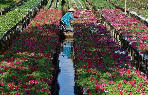 Le Tet au village horticole de Sa Đéc - ảnh 4