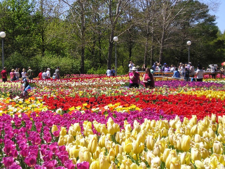 Le parc municipal de Dalat, le rendez-vous de mille fleurs - ảnh 2