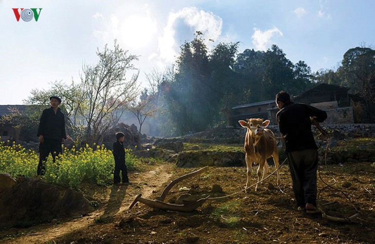 Le printemps est revenu à Lung Cu, à l’extrême-nord du Vietnam - ảnh 2