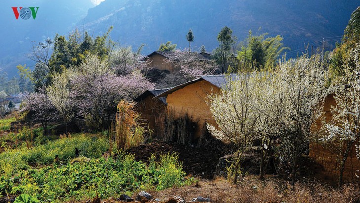 Le printemps est revenu à Lung Cu, à l’extrême-nord du Vietnam - ảnh 6