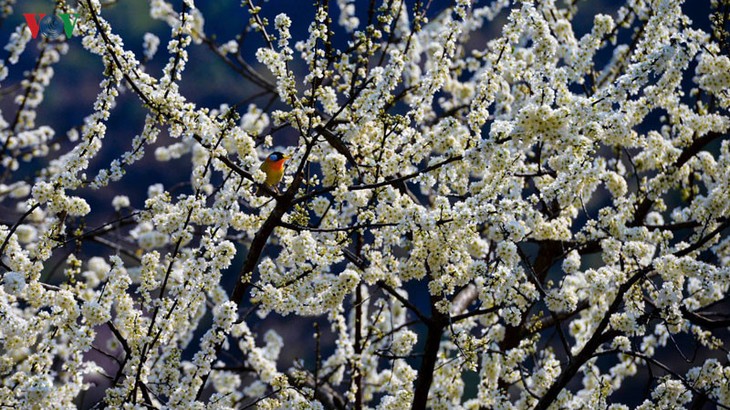 Le printemps est revenu à Lung Cu, à l’extrême-nord du Vietnam - ảnh 8