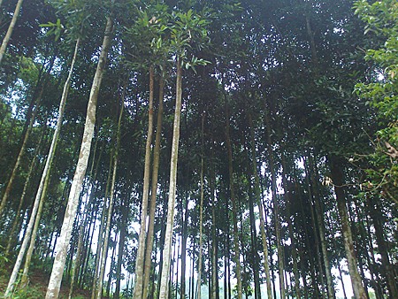 Le cannelier, « l’arbre de vie » des Dao de Yên Bai - ảnh 1