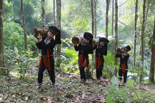 Le cannelier, « l’arbre de vie » des Dao de Yên Bai - ảnh 2