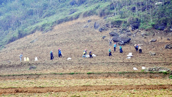 Les montagnards sèment le maïs printanier - ảnh 10