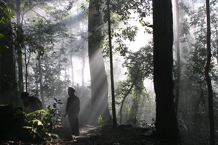 L'hommage au génie de la forêt - ảnh 3