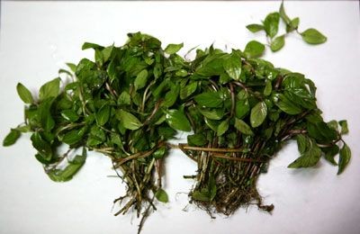 Les herbes aromatiques dans la cuisine vietnamienne - ảnh 5