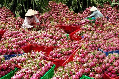 L’Australie pourrait importer des fruits du dragon vietnamiens - ảnh 1