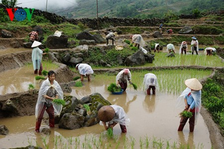 Les Hà Nhi et leurs métiers traditionnels - ảnh 2