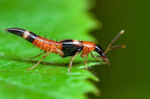 Quels sont les animaux venimeux du Vietnam ? - ảnh 3