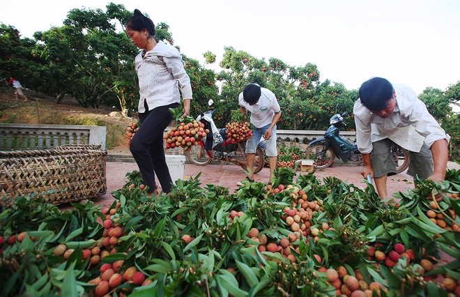 Bac Giang renforce l’exportation des litchis - ảnh 1