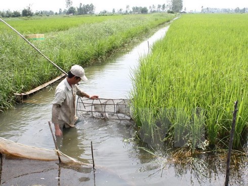 Alterner élevage des crevettes et culture du riz, un modèle qui fait ses preuves - ảnh 1