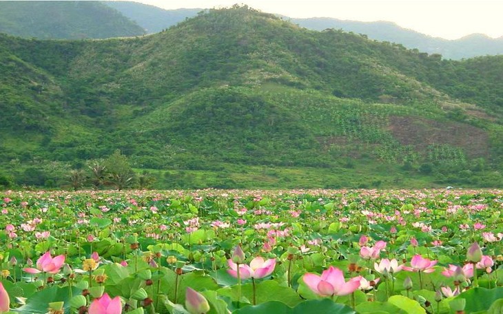 Dong Thap Muoi durant la saison des crues : un enchantement - ảnh 3