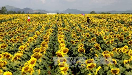 Fête du tournesol et soirée des couleurs printanières de l’Ouest à Nghê An - ảnh 1