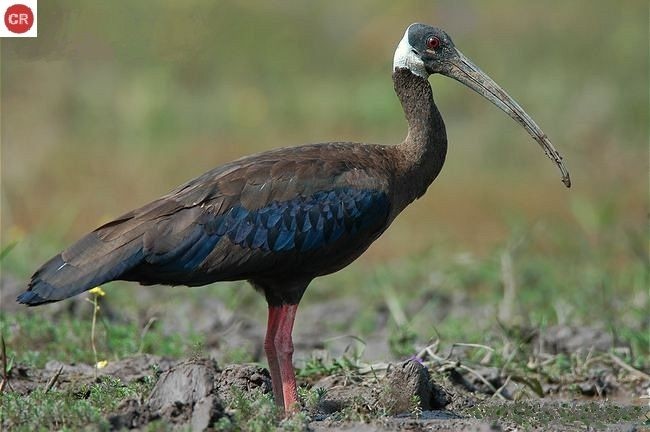 Animaux menacés d’extinction au Vietnam - ảnh 8