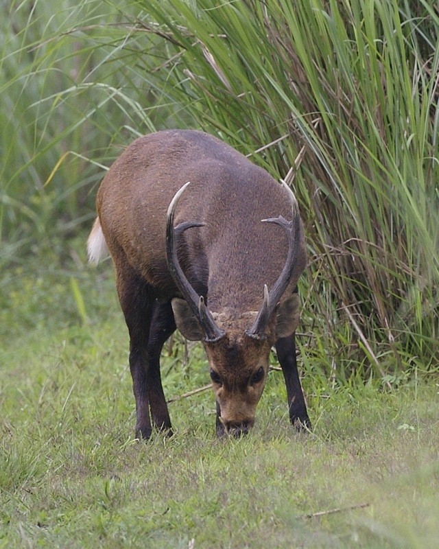 Animaux menacés d’extinction au Vietnam - ảnh 4