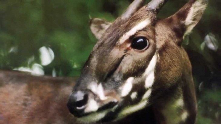 Animaux menacés d’extinction au Vietnam - ảnh 3