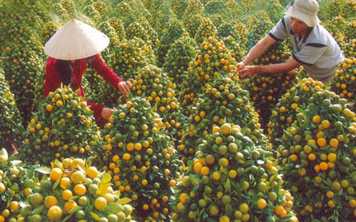 Les villages horticoles au Vietnam - ảnh 6