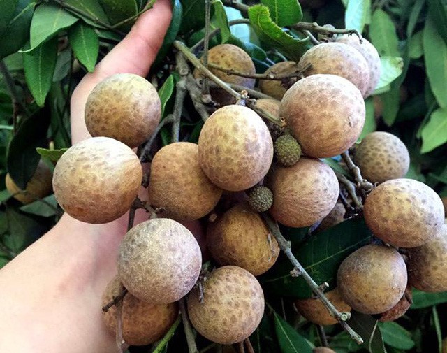 Variétés de longanes cultivées au Vietnam - ảnh 2