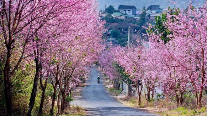 Dalat parmi les meilleures destinations florales du monde   - ảnh 10