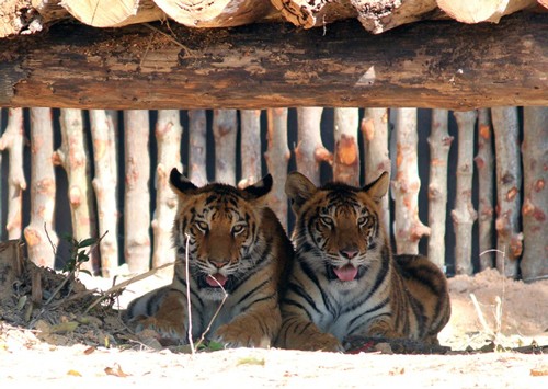 Y a-t-il toujours des tigres au Vietnam? - ảnh 1