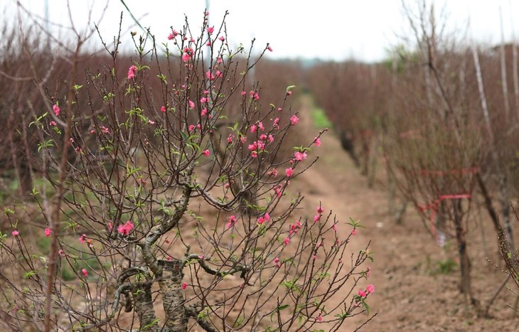 Où sont cultivées les fleurs et les plantes destinées à la décoration du Têt au Vietnam? - ảnh 1